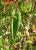Tettigonia viridissima